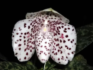 Bild von Paphiopedilum bellatulum t2